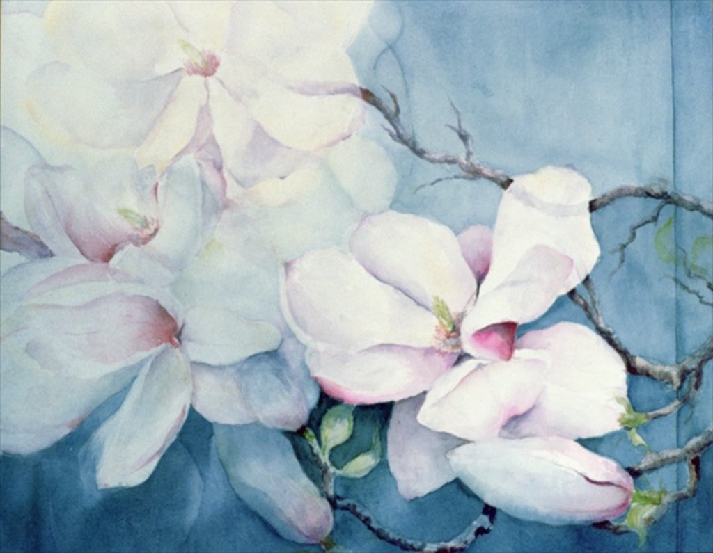 Detail of Magnolia Soulangeana (horizontal) by Karen Armitage