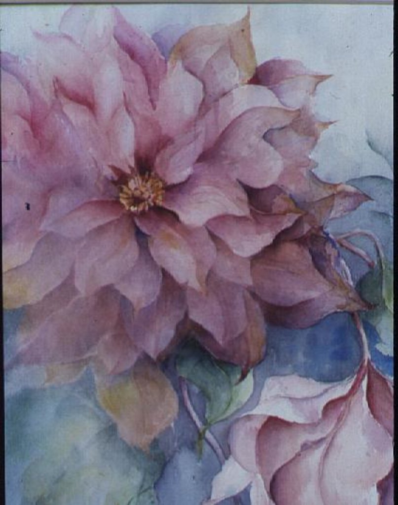 Detail of Clematis Vyvyan Penell by Karen Armitage