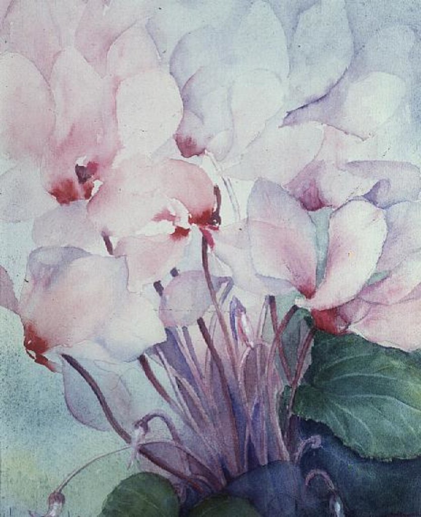 Detail of Pink Cyclamen, Victoria by Karen Armitage