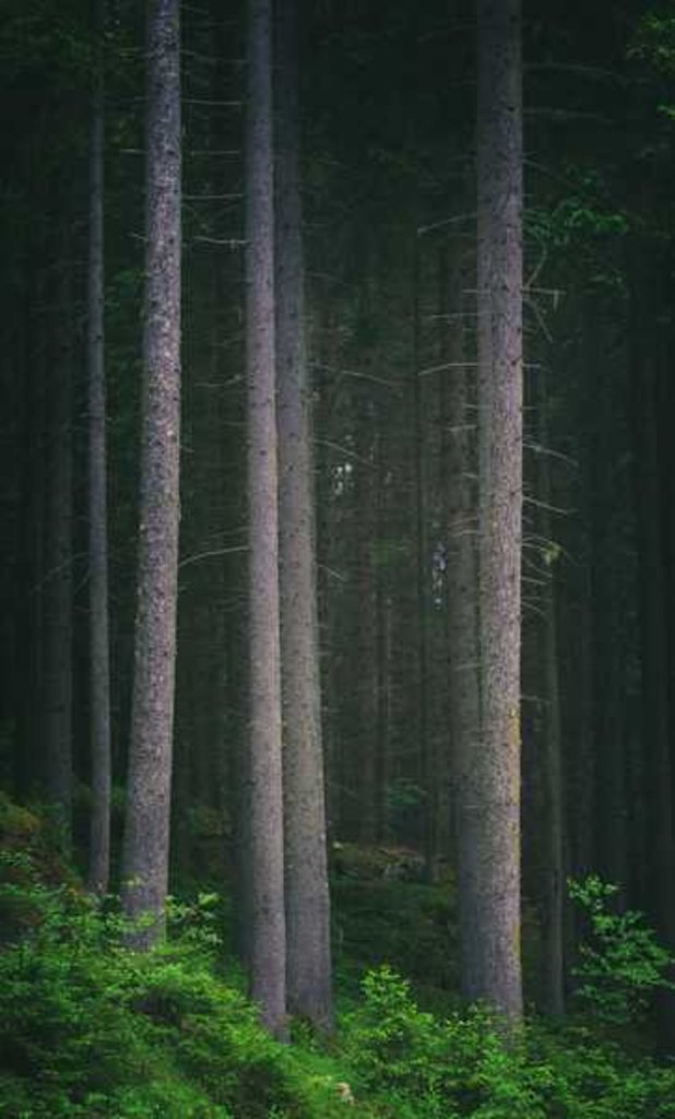 Detail of Forest, northern Italy by Anonymous