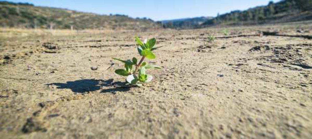 Detail of Plants struggling to survive in dried out ground, Zahara - el Gastor reservoir by Anonymous