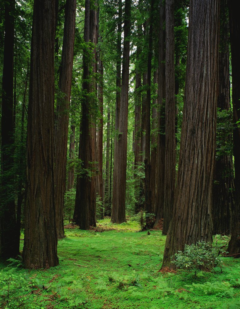 Detail of Redwood Forest by Anonymous