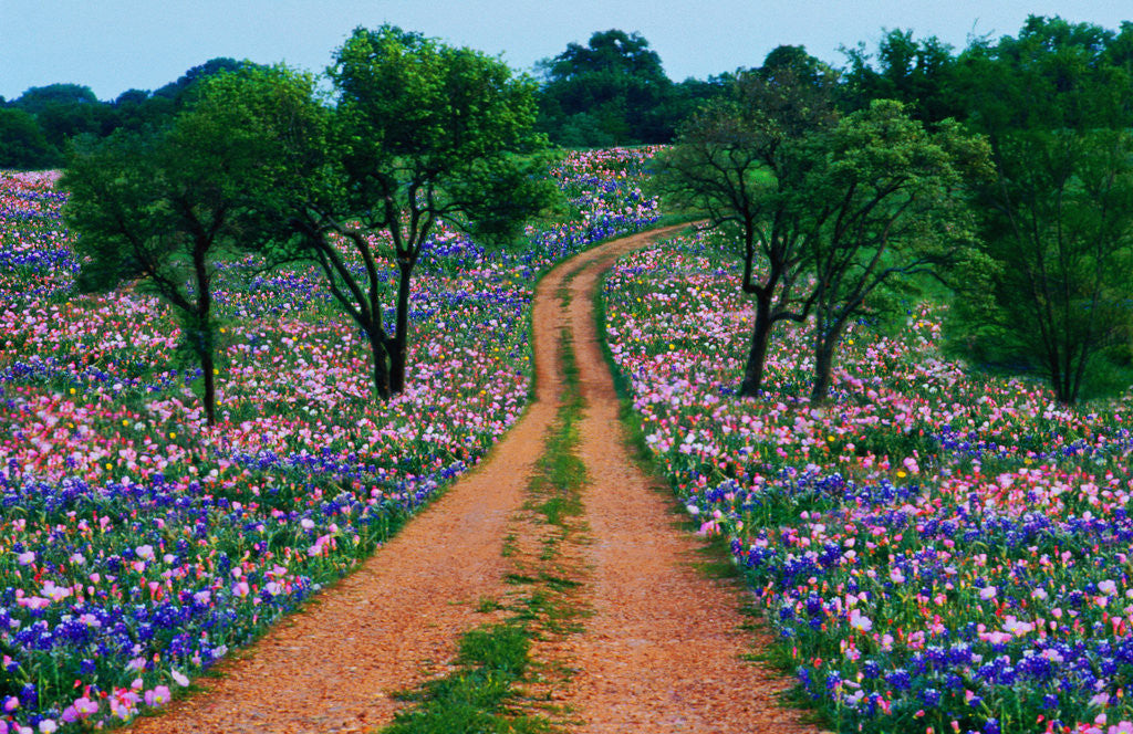Detail of Wildflowers Along a Dirt Road by Anonymous