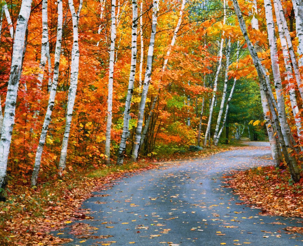 Detail of Autumn Trees Lining Country Road by Anonymous