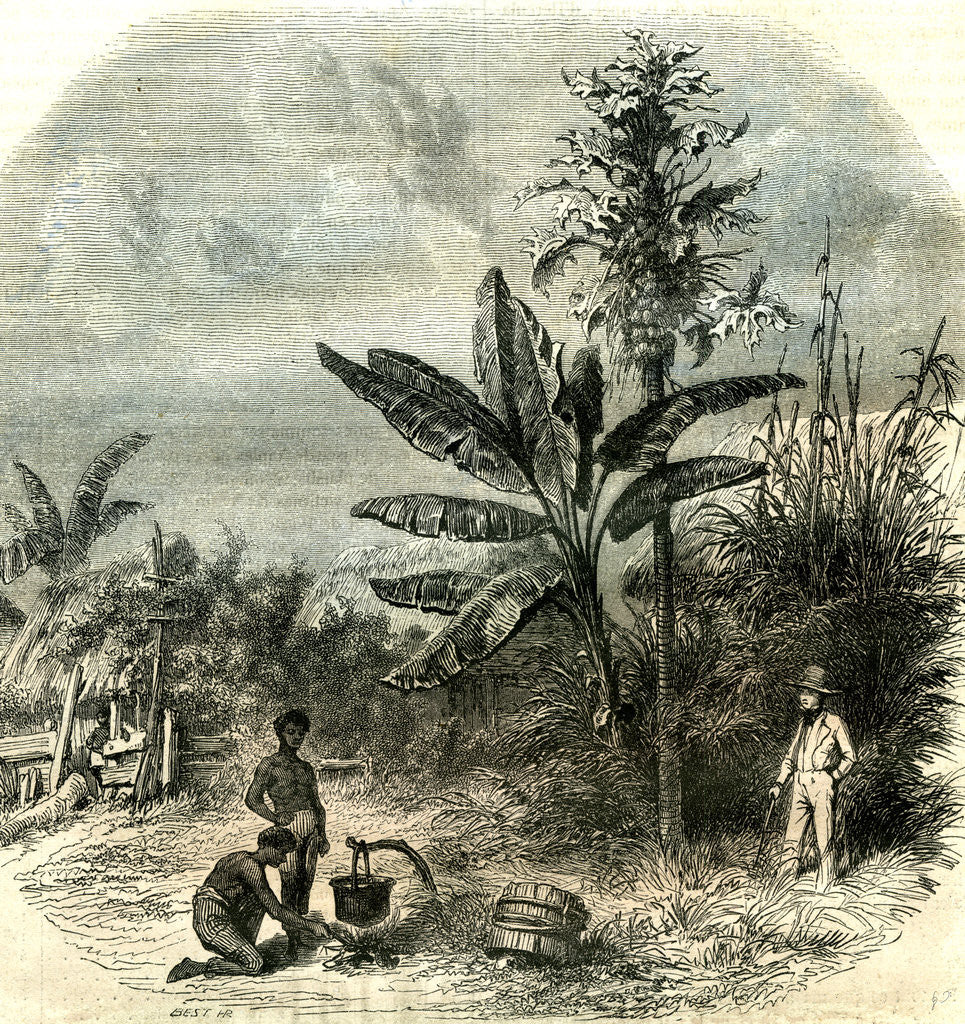 Detail of Guadeloupe France 1851 by Anonymous