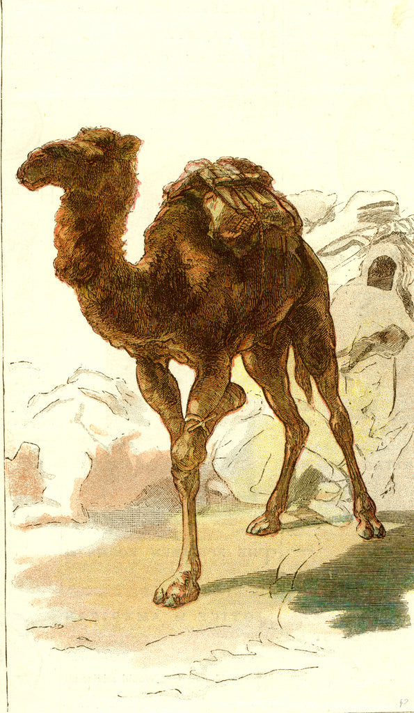 Detail of Camel 1885 Algeria by Anonymous
