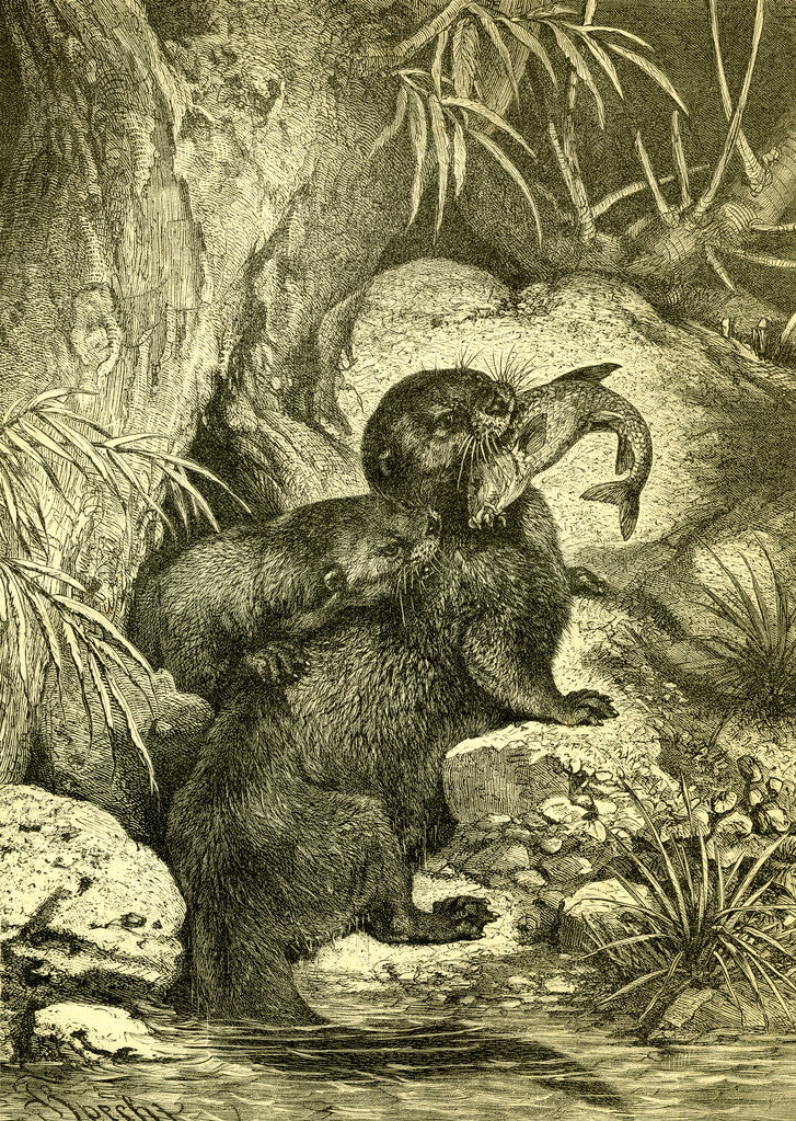 Detail of Otter 1891 Austria by Anonymous
