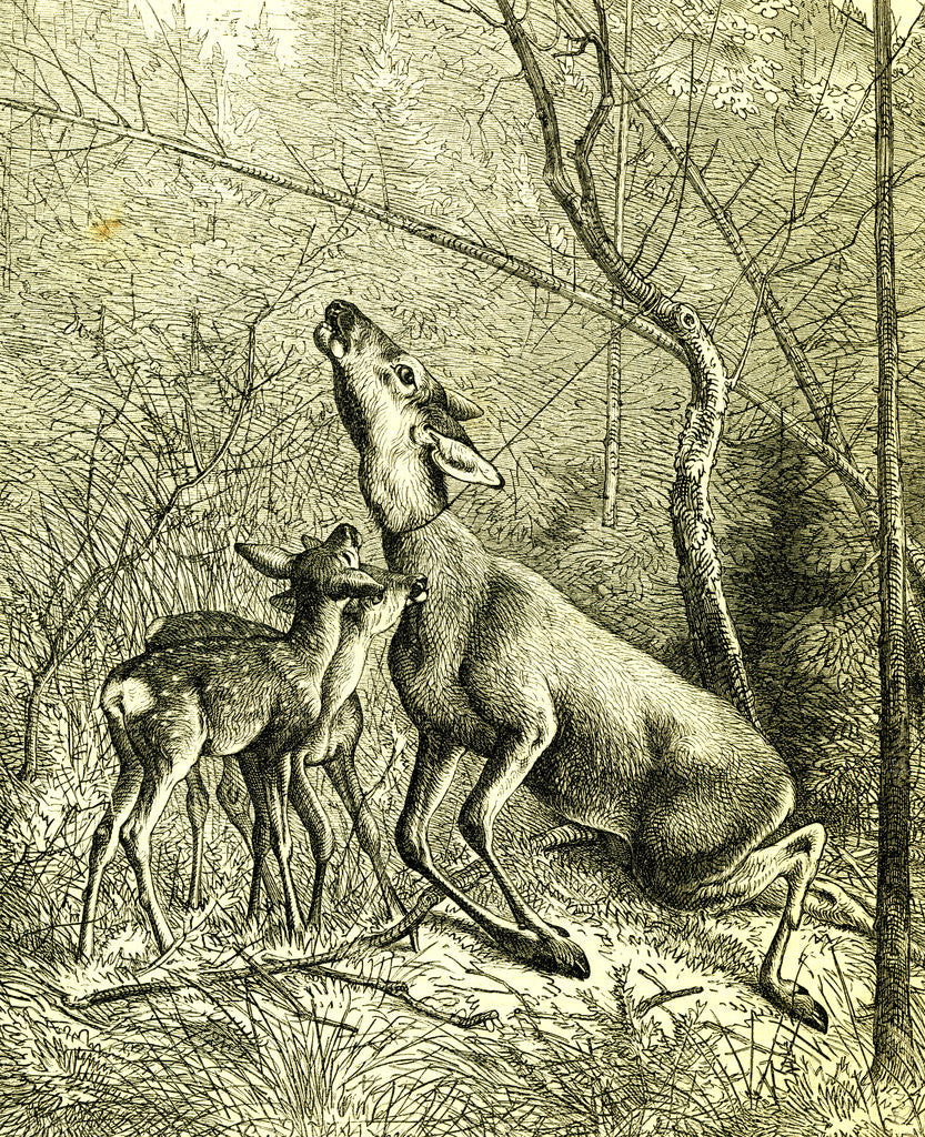 Detail of Hunt Austria 1887 by Anonymous