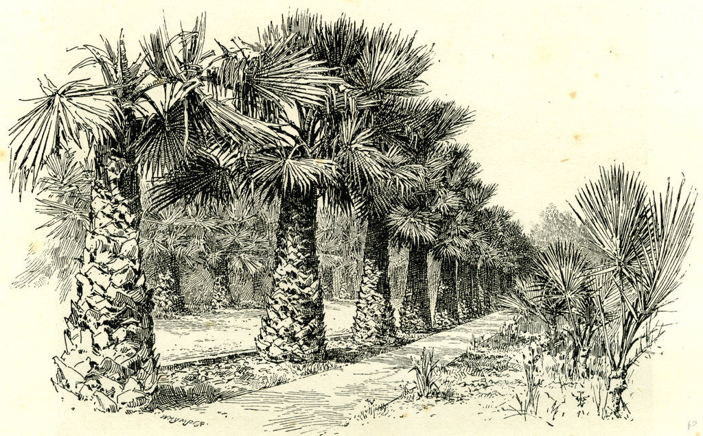 Detail of A Palm Grove in Southern California 1891 USA by Anonymous