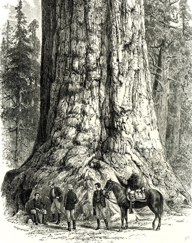 Detail of Yosemite Valley the Grizzly Giant USA 1891 by Anonymous