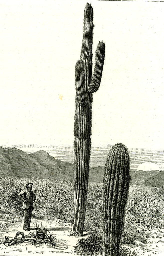 Detail of Giant Cactus Arizona 1891 USA by Anonymous