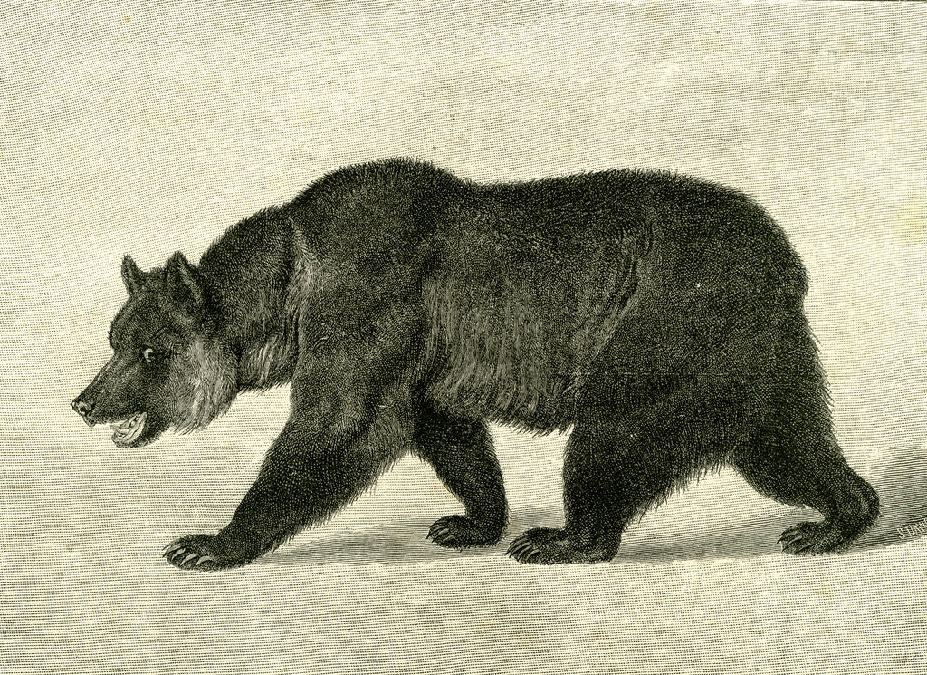 Detail of The Grizzly Bear USA 1891 by Anonymous