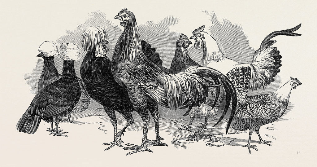 Detail of Polish Fowls by Anonymous
