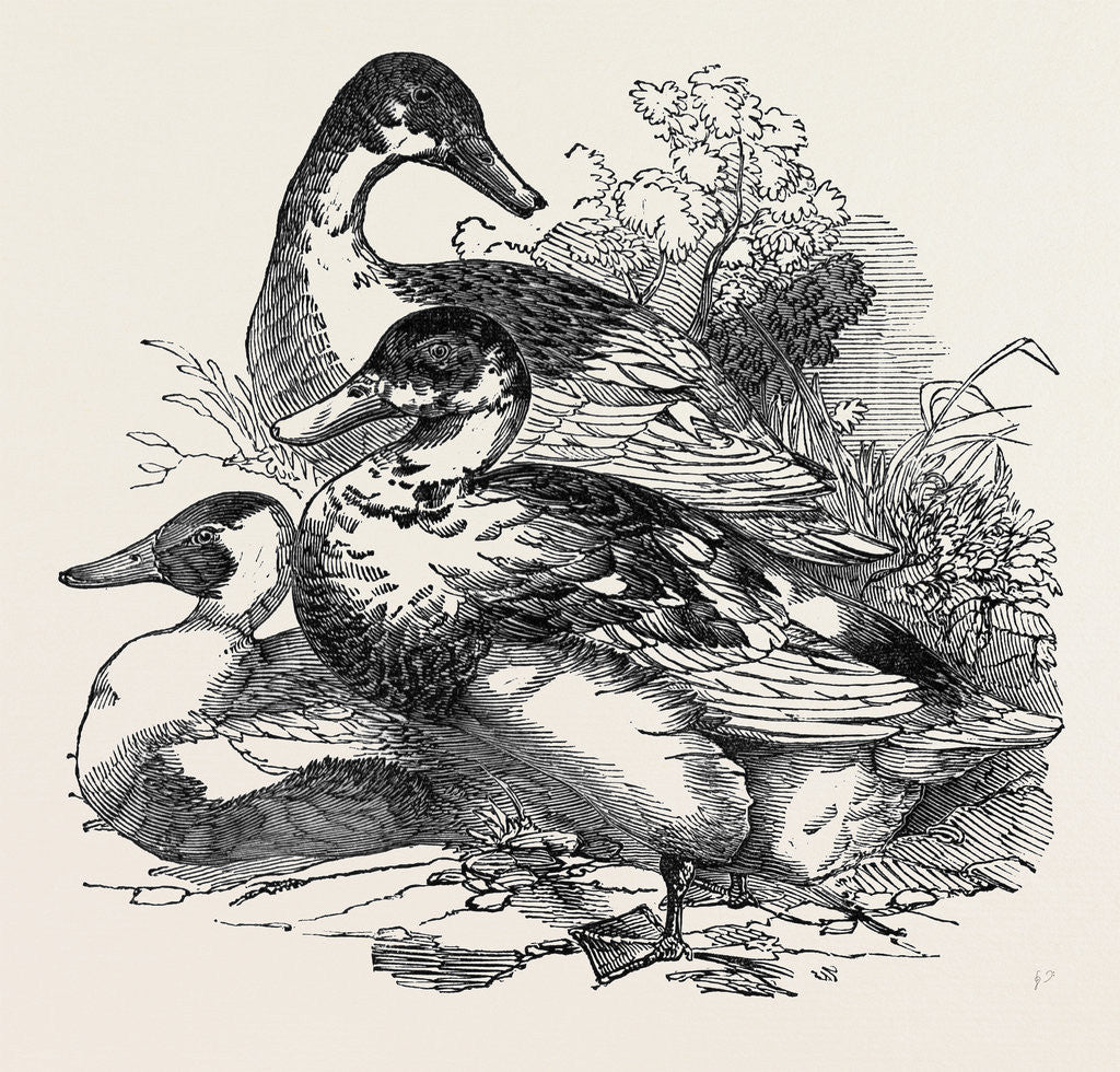Detail of Ducks, First Prize: Cross Aylesbury and Rouen: Mr. Baker by Anonymous