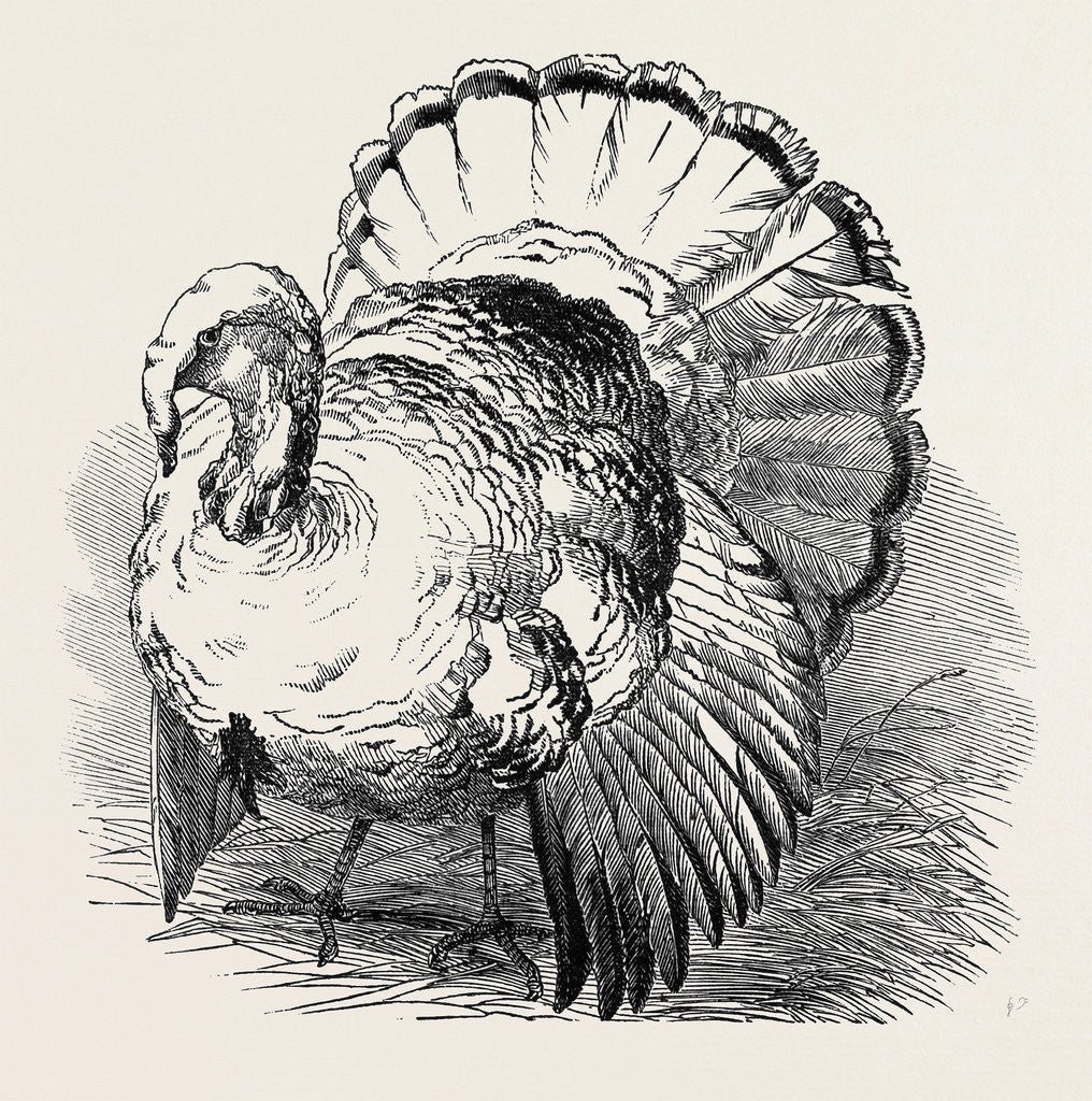 Detail of Spangled Turkey, First Prize: Mr. Bartlett by Anonymous