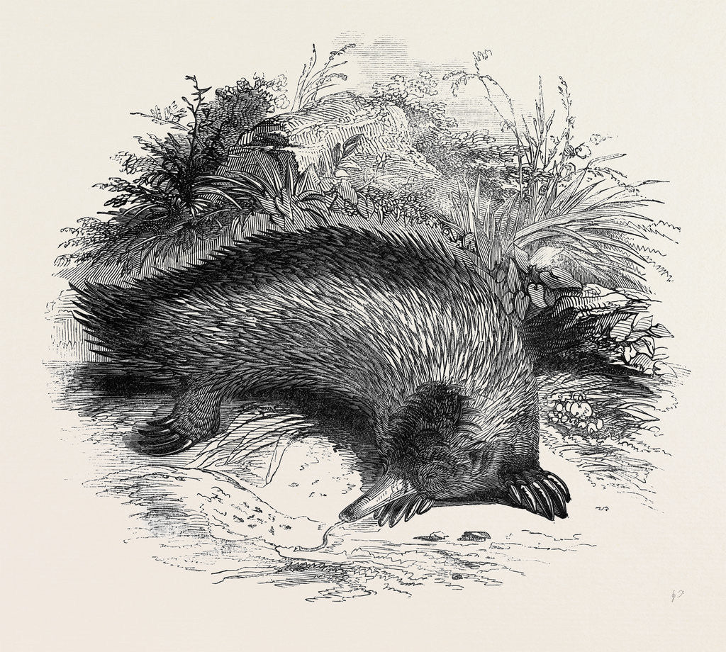 Detail of Australian Anteater, at the Gardens of the Zoological Society by Anonymous
