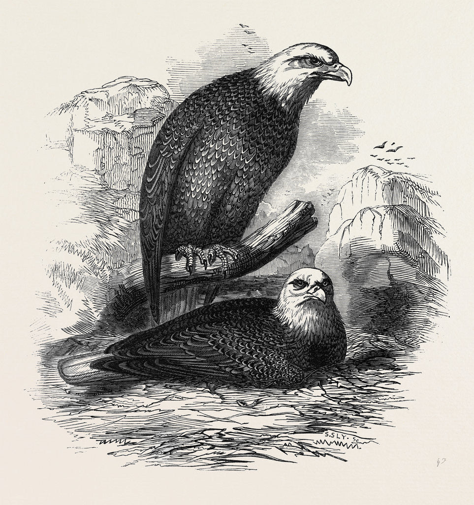 Detail of White-Headed Eagles, at the Zoological Gardens, Regent's-Park by Anonymous