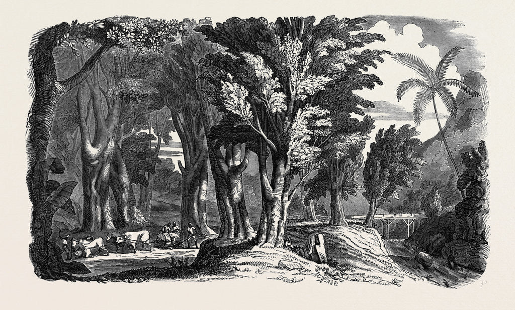 Detail of Mahogany Trees in the West Indies by Anonymous