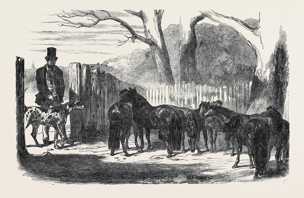 Detail of Shetland Ponies Purchased for the Pacha of Egypt by Anonymous