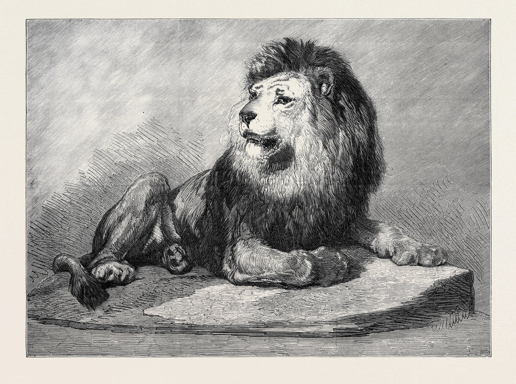 Detail of The Old Lion of the Zoological Society's Collection London 1873 by Anonymous