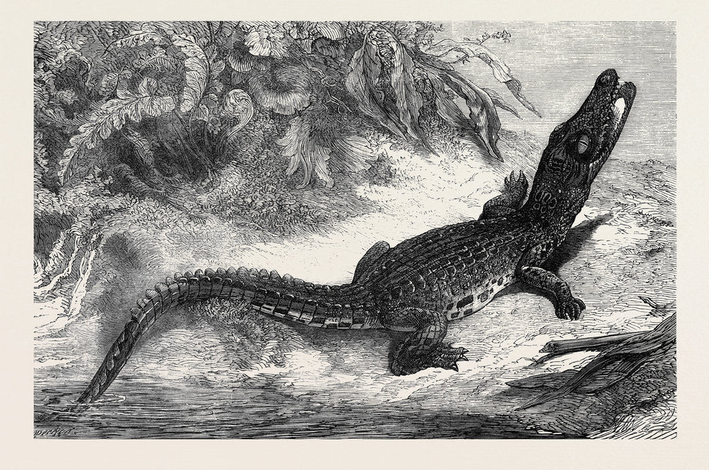 Detail of Alligator from Sumatra for the Brighton Aquarium 1873 by Anonymous