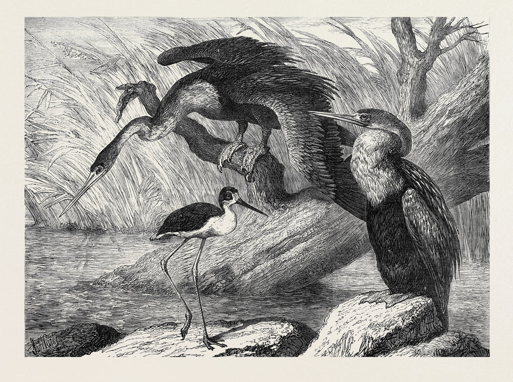 Detail of The Darter and Stilt Plover in the Zoological Society's Gardens London 1873 by Anonymous