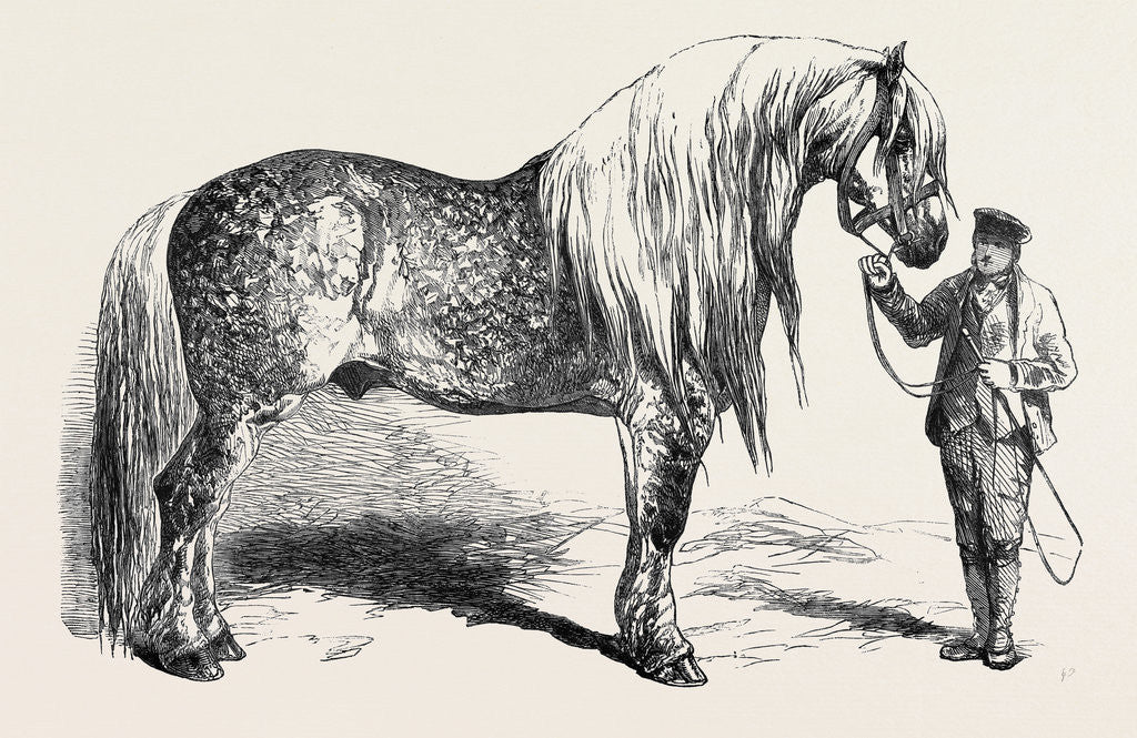 Detail of Meeting of the Royal Agricultural Society at Salisbury: No. 281. Horse for Agricultural Purposes by Anonymous