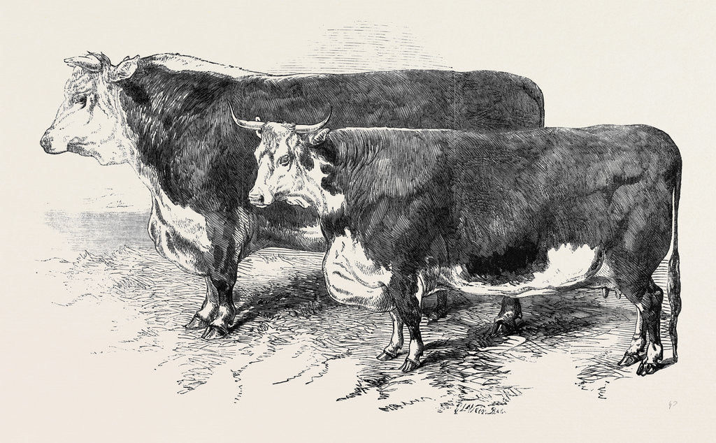 Detail of Meeting of the Royal Agricultural Society at Salisbury: Herefords No. 111 by Anonymous