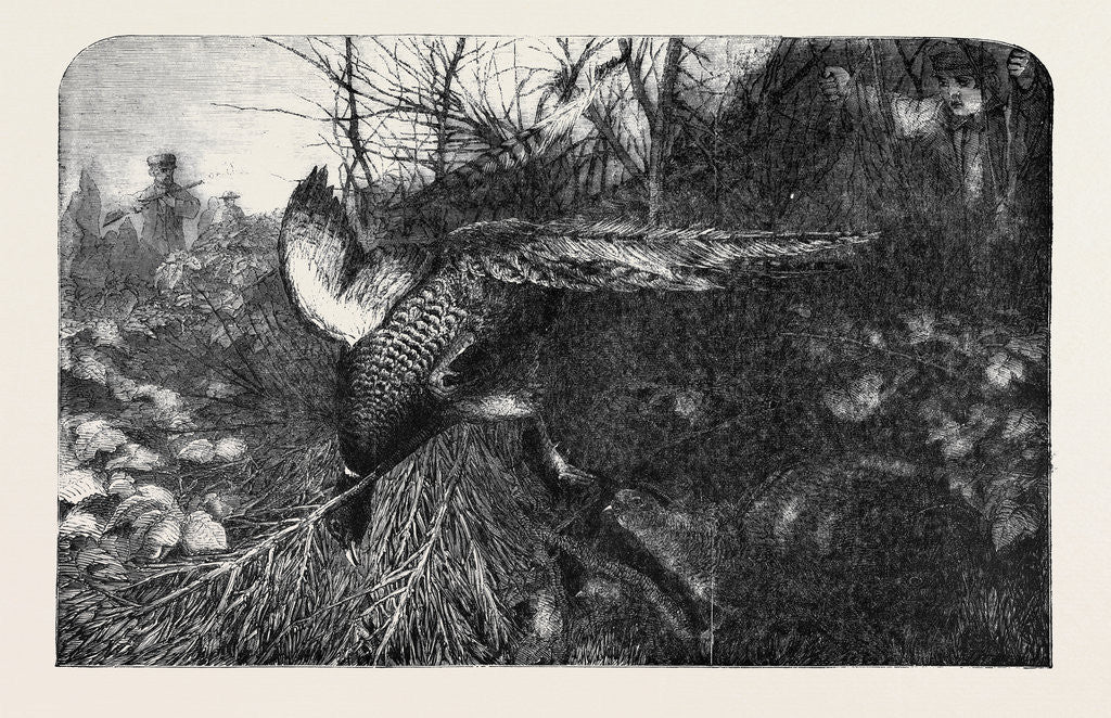 Detail of Pheasant Shooting by Anonymous