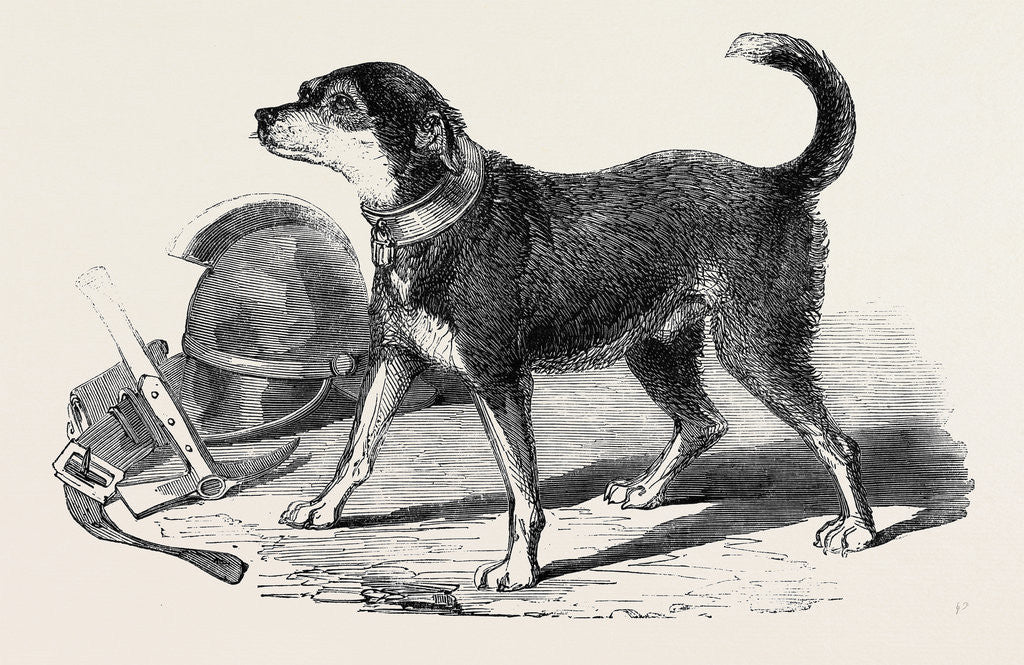 Detail of The Fire-Escape-Man's Dog Bill by Anonymous