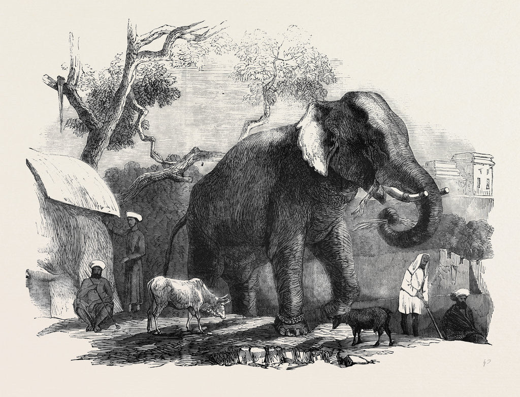 Detail of Elephant Belonging to the Rajah of Bhurtpore by Anonymous