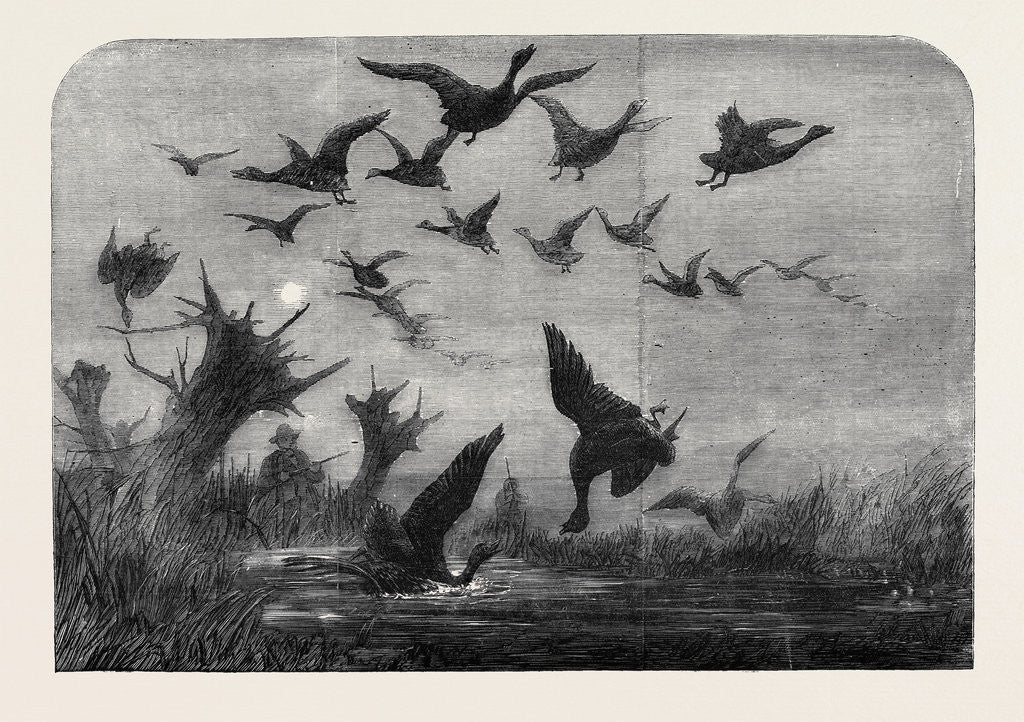 Detail of Wild Duck Shooting by Anonymous