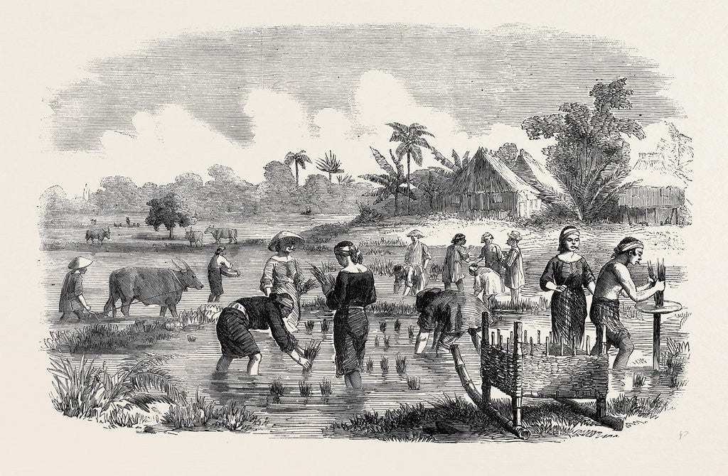 Detail of Planting Rice in Manilla. by Anonymous