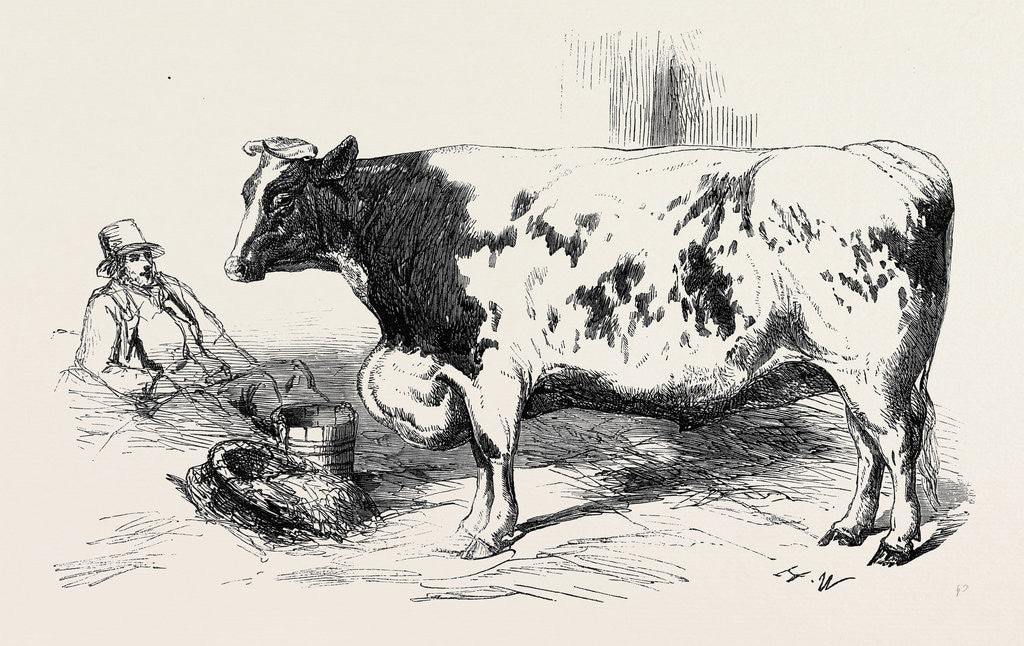 Detail of The First Prize Short Horn Class 10 No. 89 £25 and Gold and Silver Medals As the Best Steer or Ox at the Smithfield Club Cattle Show by Anonymous