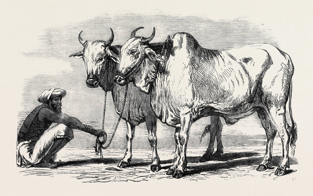 Detail of Guzerat Oxen from a Drawing by W. Carpenter Jun. by Anonymous