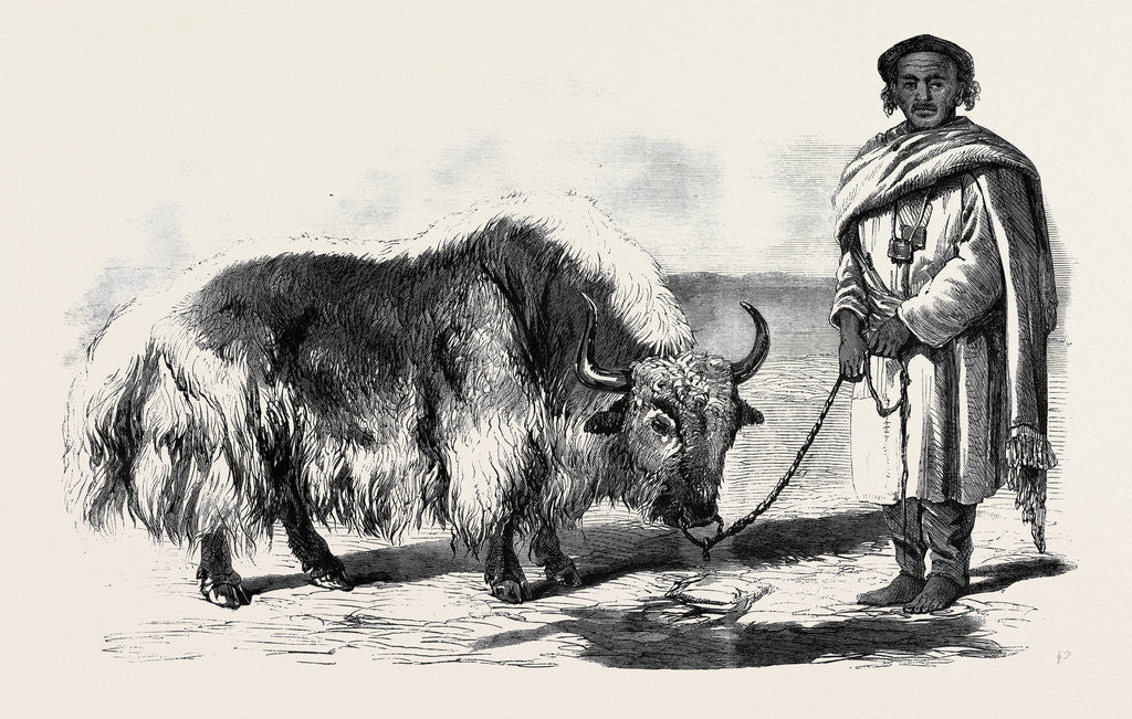 Detail of The Yak or Thibet Ox from a Drawing by W. Carpenter Jun. by Anonymous