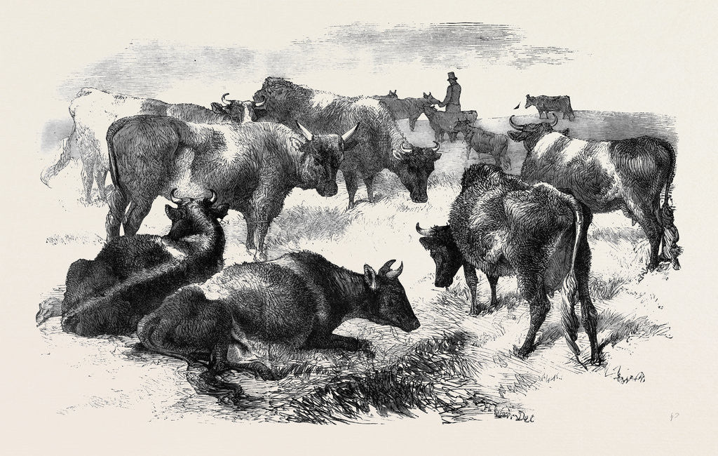 Detail of Breton Cattle. by Anonymous