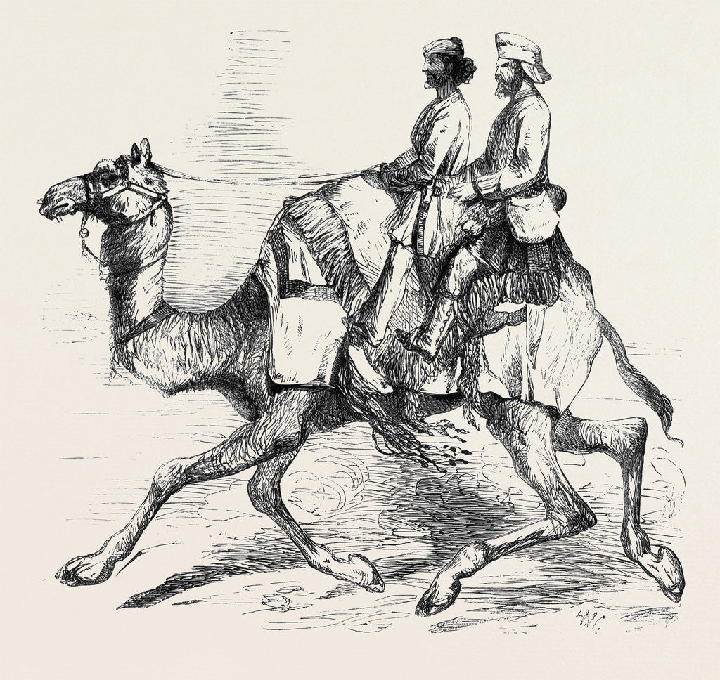 Detail of One of Barras' Camel Corps Raised in Rajpootana by Anonymous