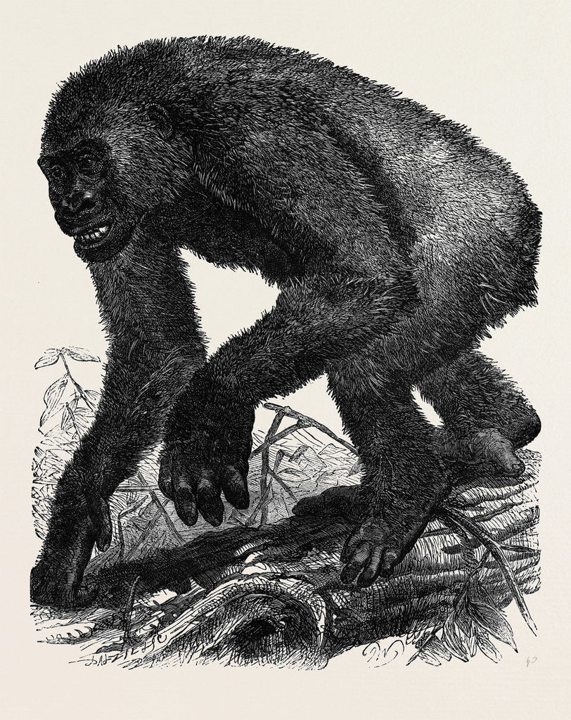 Detail of The Gorilla by Anonymous