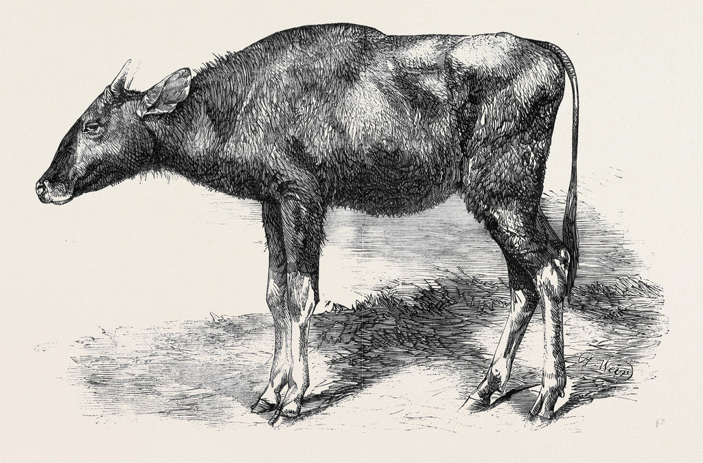 Detail of The Gaour Calf from a Photograph by Anonymous