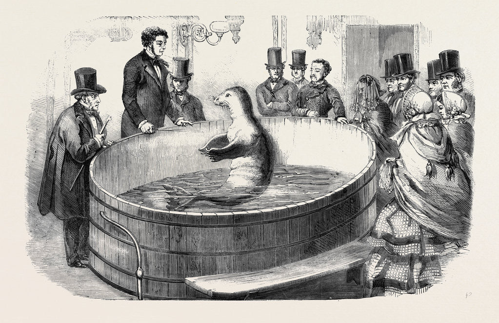Detail of The Talking and Performing Fish Now Being Exhibited in London by Anonymous