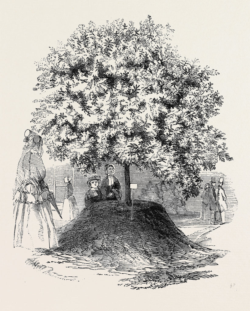 Detail of Monster Rhododendron, Grown at the American Nursery, Bagshot by Anonymous