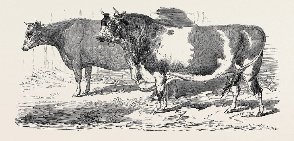 Detail of Channel Islands, Class 3; Prize Cattle Show at the Royal Agricultural Society's Show, at Windsor by Anonymous