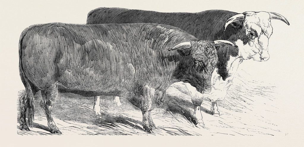 Detail of Devon, Class 1; Prize Cattle Show at the Royal Agricultural Society's Show, at Windsor by Anonymous