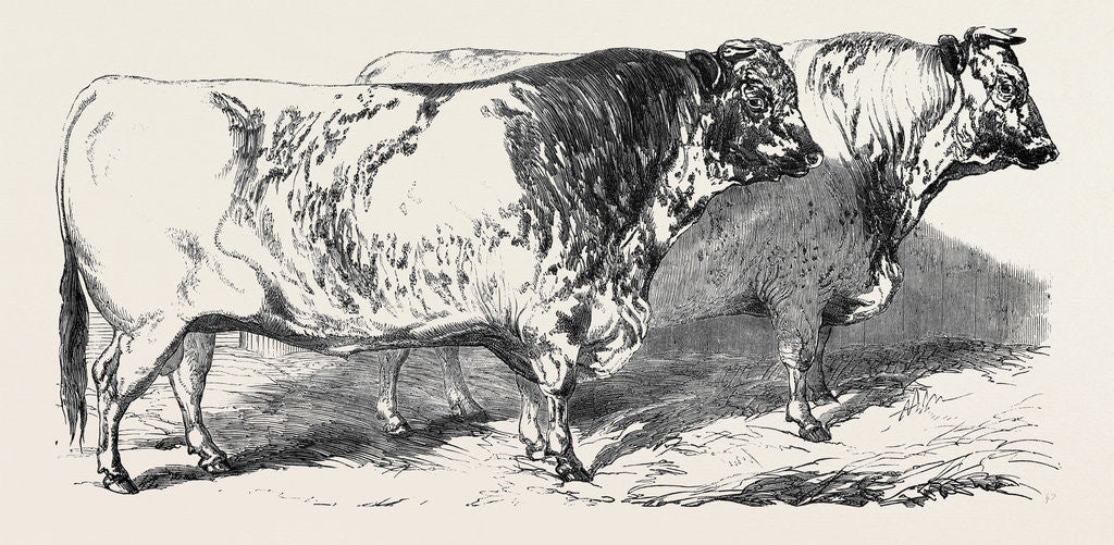 Detail of Short Horns, Class 1; Prize Cattle Show at the Royal Agricultural Society's Show, at Windsor by Anonymous