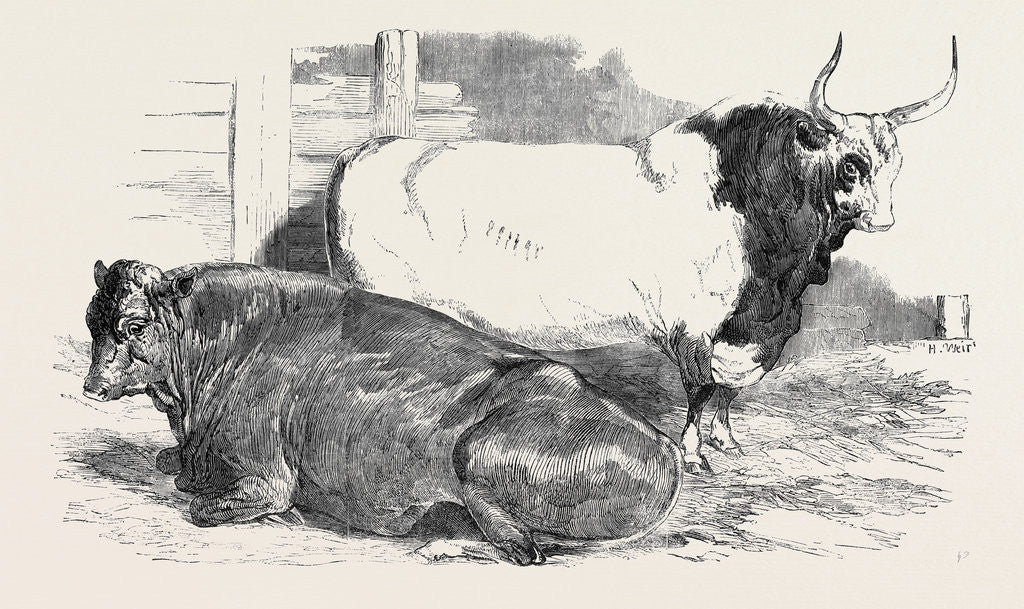 Detail of Scotch Polled, Class 1; Prize Cattle Show at the Royal Agricultural Society's Show, at Windsor by Anonymous