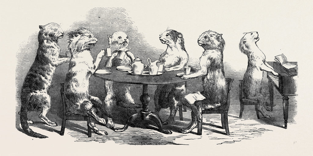 Detail of Stuffed Cats, from Wirtemburg, from a Daguerreotype by Claudet by Anonymous