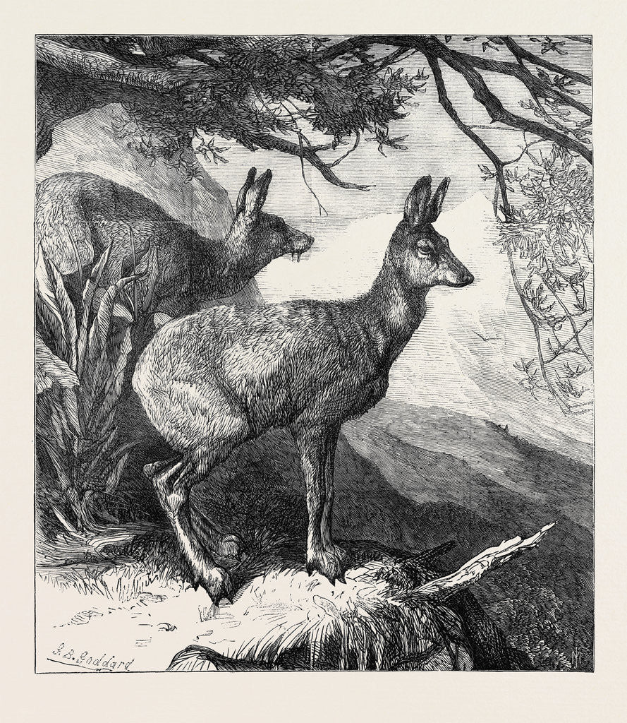 Detail of The Musk Deer at the Zoological Society's Gardens 1869 by Anonymous