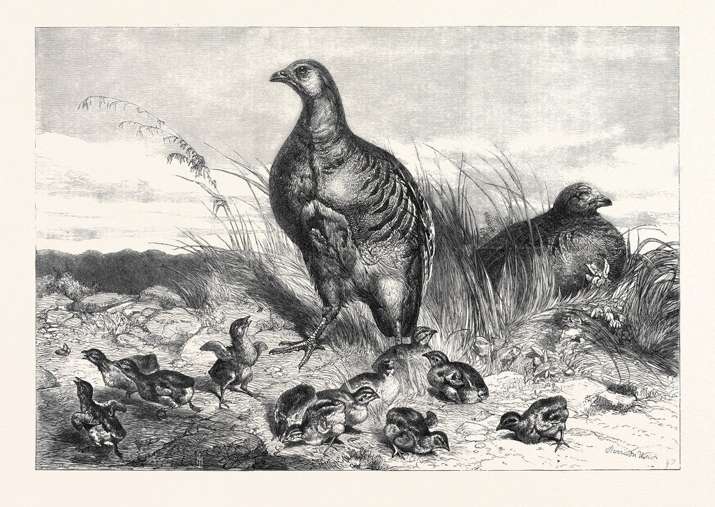 Detail of A Brood of Partridges by Anonymous