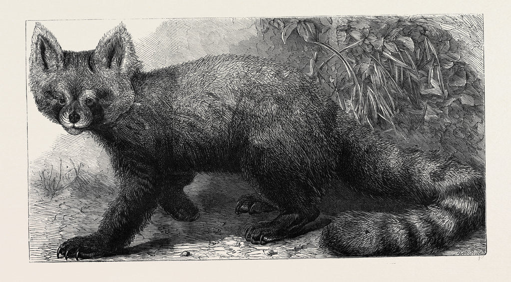 Detail of The Ailurus Fulgens at the Zoological Society's Gardens Regent's Park London UK 1869 by Anonymous